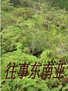 闯入缅北的一群人叫什么